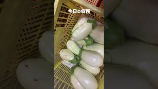 夏野菜まだあります〜秋冬野菜もうすぐです [upl. by Ethyl]