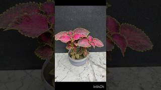 Coleus plant grow from cutting  Coleus plant propagationshorts [upl. by Heshum414]