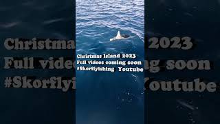 Christmas Island 2023 Manta Sighting While Fly Fishing for Milkfish [upl. by Mota]