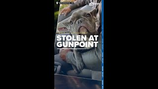 I just want my dog back French bulldog stolen at gunpoint in DC suspects wanted [upl. by Adnelg]