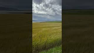 Wind shakes the barley [upl. by Martino]