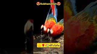 Most beautiful birds in the world 👍🌹💐 shortvideos fishing top10amazingfactsoftheworld trending [upl. by Ilam257]