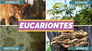 TAXONOMÍA Y LOS 5 REINOS DE LA NATURALEZA [upl. by Gagliano]