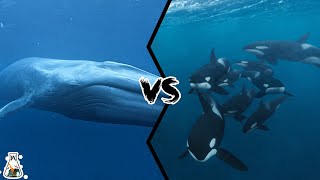 Blue Whale VS Killer Whale Pod  Who Is The King Of The Oceans [upl. by Farrington504]