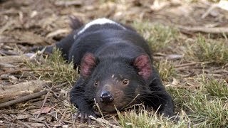 Last of the Tasmanian devils Infectious cancer to blame [upl. by Siroval]