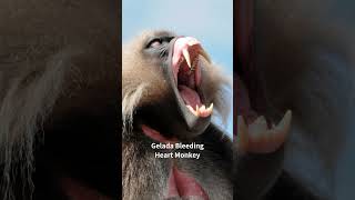 Gelada Baboon Monkey Bleeding Heart Monkey monkey gelada baboon [upl. by Naahsar]