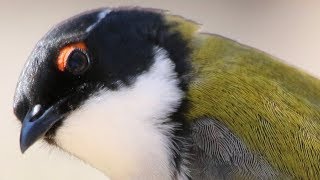 Up close with winsome Whitenaped Honeyeaters – Capertee Valley [upl. by Eilyr]