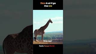 जिराफ के बारे में कुछ रोचक तथ्य   Amazing Facts  Fact Focus World  facts ytshorts [upl. by Averat]