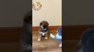 Puppies and kittens practice selfdefense cuteanimal kittens funny puppies [upl. by Strohl]