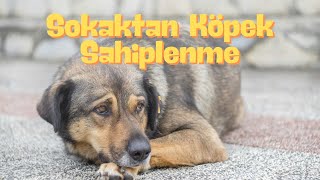 Sokaktan Köpek Sahiplenme [upl. by Iand]