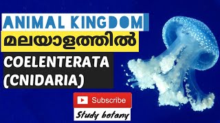 PHYLUM COELENTERATA CNIDARIA PLUS ONE BIOLOGY CHAPTER4 ANIMAL KINGDOM PART5 MALAYALATHIL NCERT [upl. by Naie469]