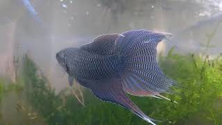 Macropodus spechti  black Paradise fish  from Guangxi province China [upl. by Docile]