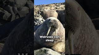 Fun Fact About Walruses [upl. by Rahs]