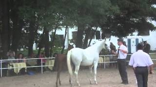 Papusza by Ararat and Paparia by Kahil al Shaqab  Janow Podlaski [upl. by Rome]