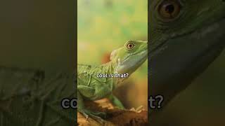 🦎🔍 Iguana Facts Unraveling Iguana Secrets 🕵️📜 iguana facts shorts [upl. by Gretal32]