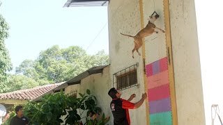 Jumping Dogs Champion Pit Bull Can Leap Up Four Metre Walls [upl. by Yliak]