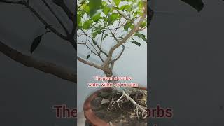 Water absorbing time lapses of bonsai bonsai gardeningplants ficus [upl. by Enttirb309]