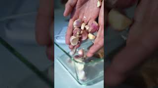 Kitchen hack – easy garlic peeling [upl. by Kanal]