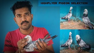 HIGHFLYER PIGEON SELECTION TIPS [upl. by Gnolb398]