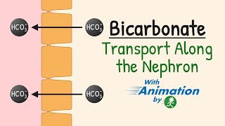 Bicarbonate Reabsorption in the Nephron  Carbonic Anhydrase  AcidBase Balance  Renal Physiology [upl. by Cia]