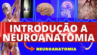 INTRODUÇÃO À NEUROANATOMIA  INTRODUÇÃO COMPLETA DO SISTEMA NERVOSO  NEUROANATOMIA [upl. by Llednol]