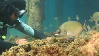 Feeding Time for the Gilthead bream [upl. by Cirdet]