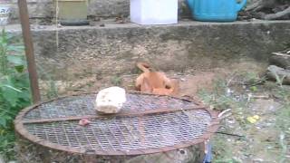 Adiestramiento Podenco Andaluz 1r ejercicio [upl. by Jerrome]