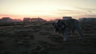 Petsmart Commercial 2015 Stubborn Bulldog [upl. by Graces414]