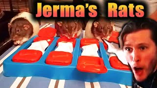 Jermas Rats Found a Onion jerma985 [upl. by Esiouqrut]