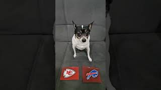 Chiefs vs Bills nfl nflpredictions nflfootball week11 kansascitychiefs buffalobills dog [upl. by Belicia]