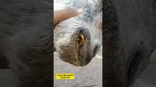 Botulism diseasediagnosistreatment signsymptomsbotulism diagnosis animal vets goat cow [upl. by Noside985]