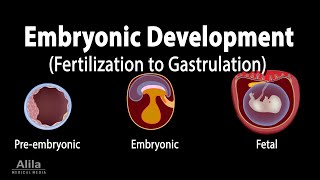 Embryology from Fertilization to Gastrulation Animation [upl. by Iznekcam832]