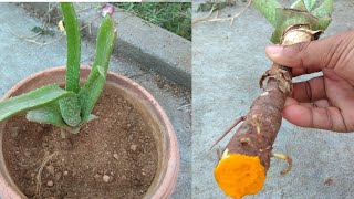 How to transplant aloe vera plant [upl. by Aseek979]