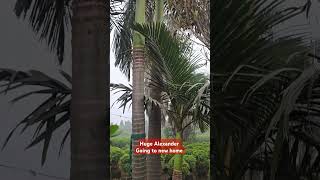 Huge palm delivery palm homedecor PlantLovers UrbanGardening Gardening PlantCare HomeGarden [upl. by Wescott]