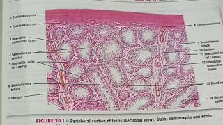 Histology of Male Reproductive system [upl. by Ahsimaj]