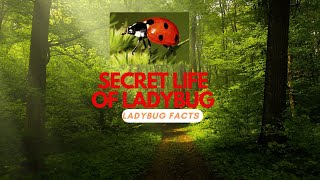 The Secret Life of Ladybugs Natures Tiny Superheroes [upl. by Oag]