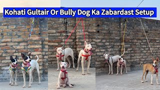 Biggest Kohat Dog 🐕 Centre  Kohati Gultair vs Bully Dog [upl. by Royo]