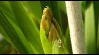 Cymbidium Spikes  more on spike identification amp care [upl. by Hume500]