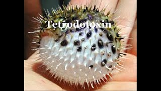 Tetrodotoxin and its synthesis [upl. by Aztiram]