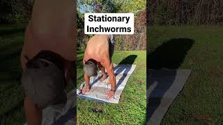 Stationary Inchworms [upl. by Alistair25]