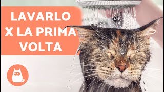 Lavare il gatto IN CASA per la prima volta – Fare il bagno al gatto ADULTO [upl. by Luciana471]