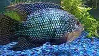 Large Jack Dempsey Cichlids [upl. by Ferino384]