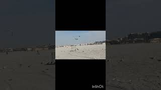 Migratory birdsnature shortvideo shorts birds reels beach [upl. by Erodasi]