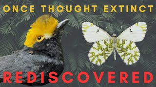 5 quotExtinctquot Species that were Rediscovered [upl. by Spence]