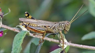 Grasshoppers and Mormon Crickets Are Back This Summer [upl. by Venuti]