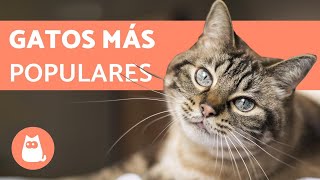 TOP 10 Razas de Gatos MÁS POPULARES del Mundo [upl. by Anesuza]