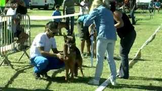 Exposition canine HD [upl. by Kifar]