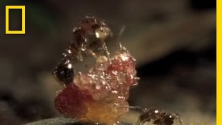 FleshEating Ants  National Geographic [upl. by Winslow]