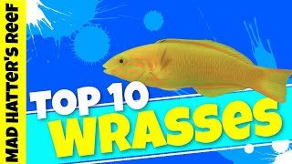 Top 10 Fish Only Wrasses [upl. by Sac]