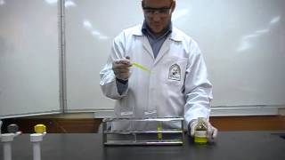 Picric Acids test Part 3 to differentiate between Albumin amp peptone [upl. by Maggio61]